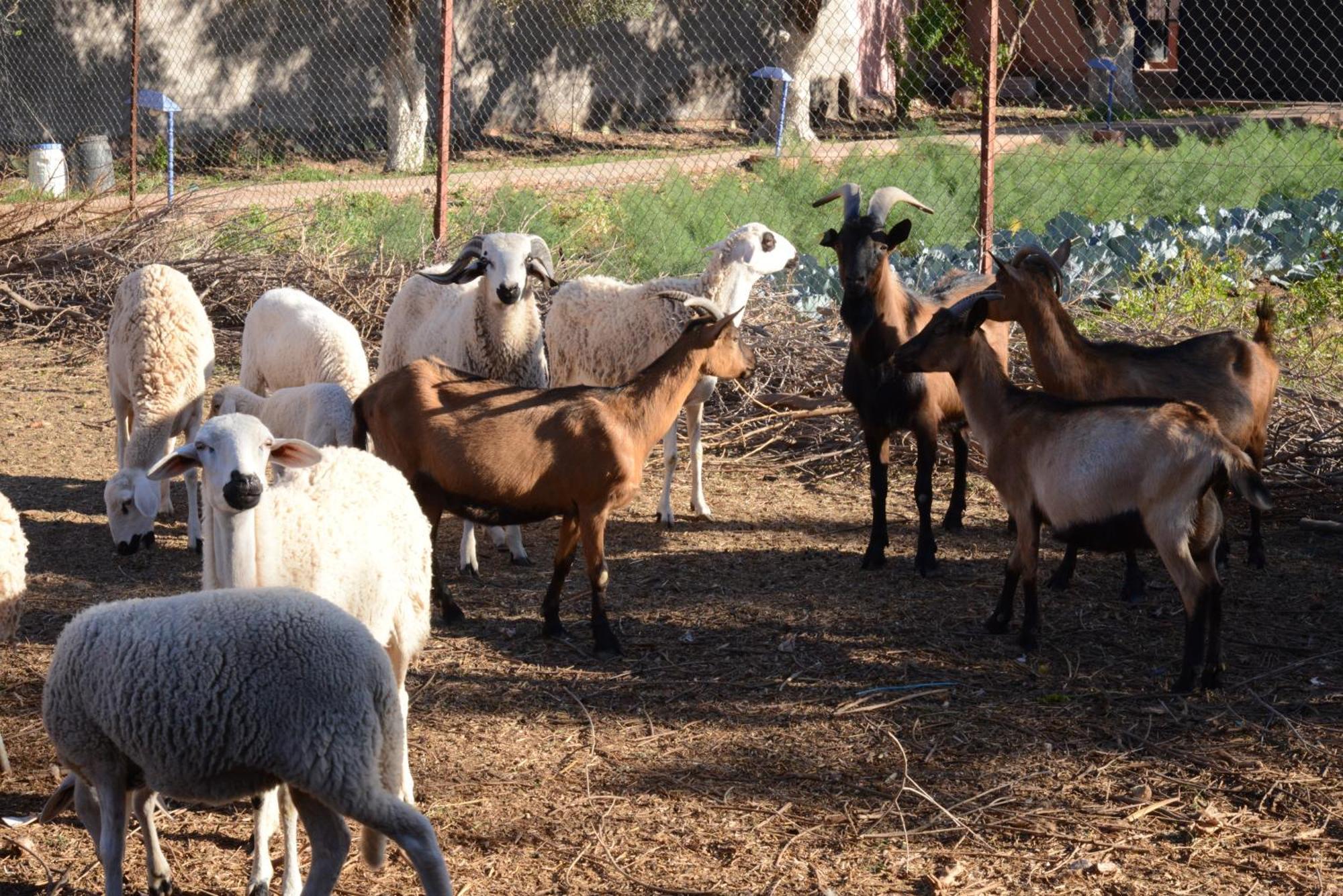 מלון מרקש Eco Farm Tayssir מראה חיצוני תמונה