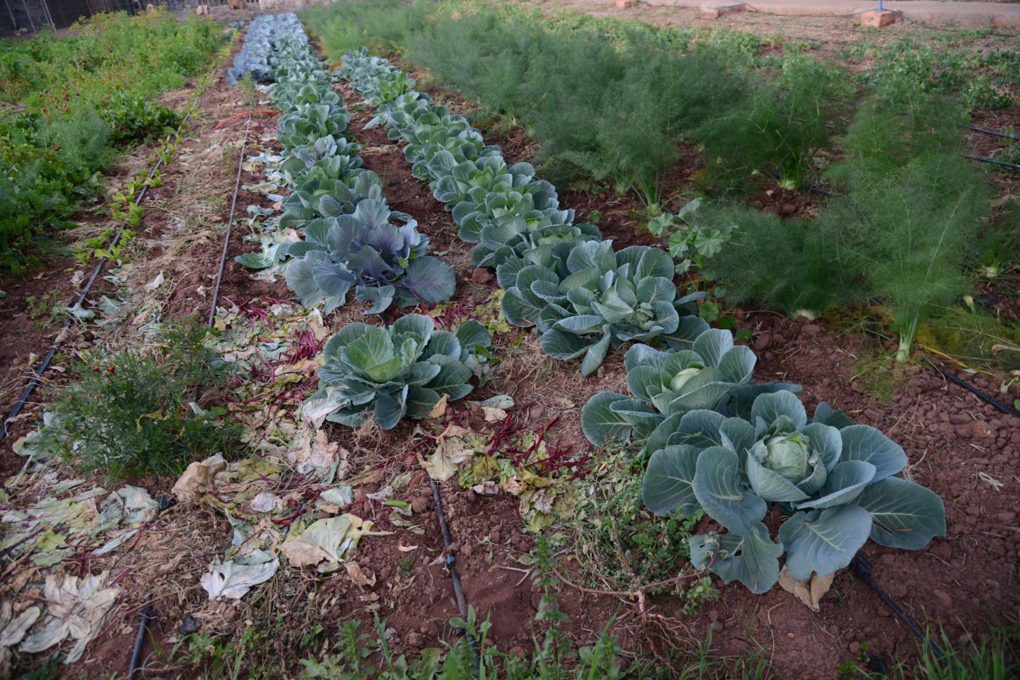 מלון מרקש Eco Farm Tayssir מראה חיצוני תמונה